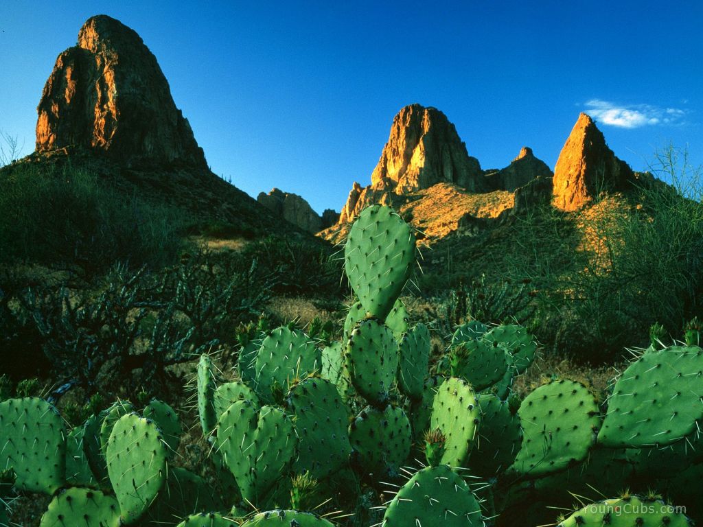 Sunrise Light on Prickly Pear Cacti and the Superstition Mountains, Apache Trail, Arizona